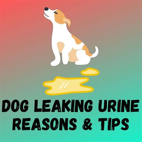 kitten leaking urine|How to Treat Urinary Incontinence in Cats: 11 Steps